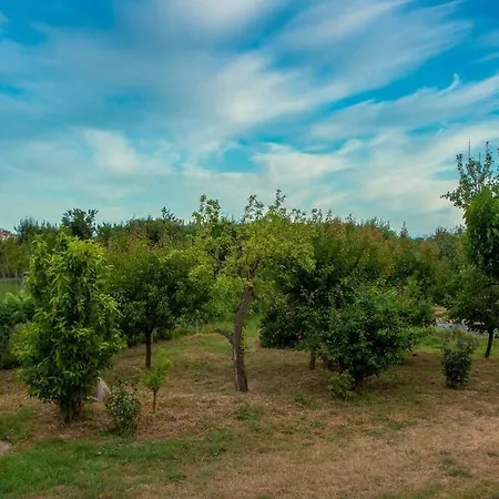 Olive View In Pelion Holiday home Platanidia
