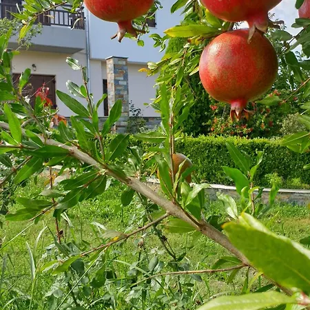 Olive View In Pelion Prázdninový dům *