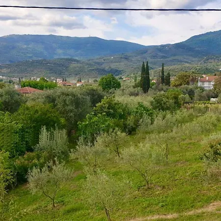 Olive View In Pelion Platanidia