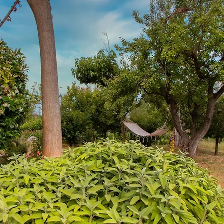 Olive View In Pelion Tatil Evi *