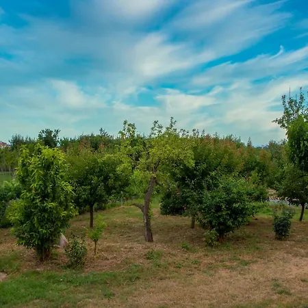 Olive View In Pelion