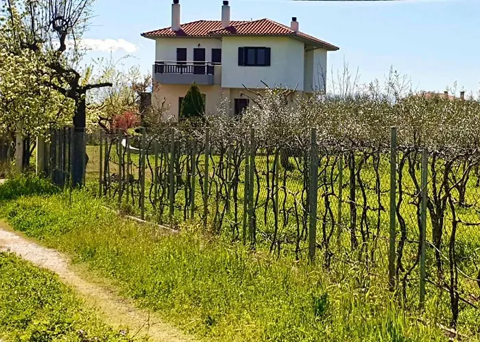 Prázdninový dům Olive View In Pelion