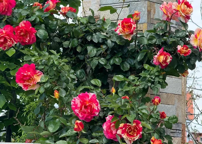 Olive View In Pelion Prázdninový dům