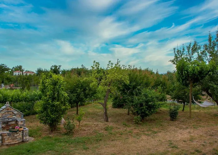 Olive View In Pelion